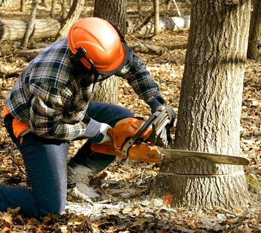 Tree Removal in Helena, OK